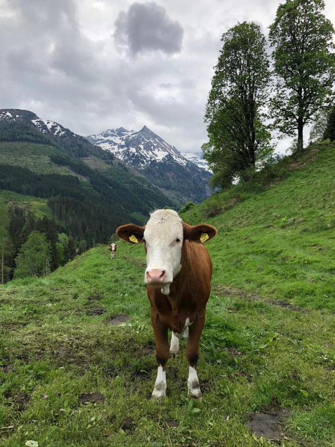 Zauneralm Aich  Eksteriør bilde